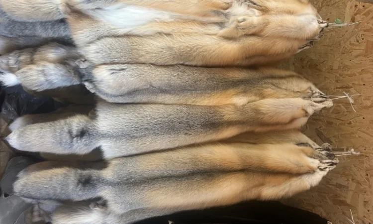 Шкурки Исландского лиса (Island fox) на продажу - фото № 2