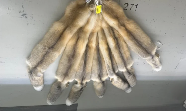 Шкурки Исландского лиса (Island fox) на продажу - фото № 3