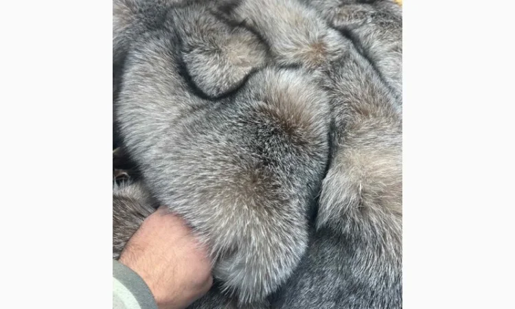 Продается шкуры Блю Фрост различных размеров - фото № 2