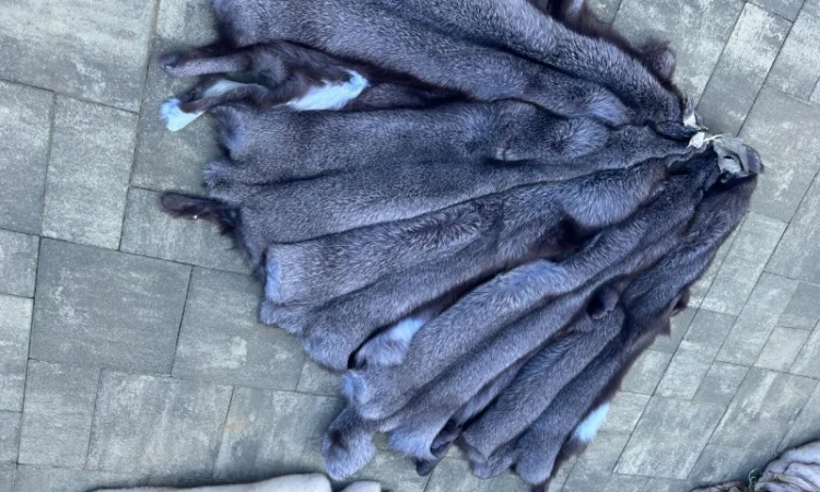 Продается шкуры Блю Фрост различных размеров - фото № 5