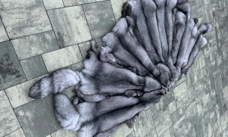 Продается шкуры Блю Фрост различных размеров - фото № 6