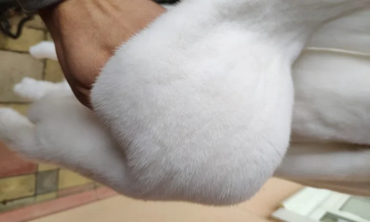 Шкура білого норки вельвет з Данії - фото № 1