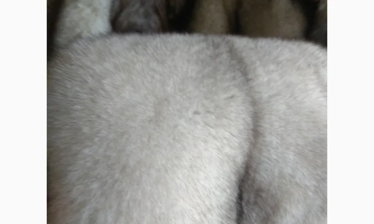 Продам шкурки фінського песця - фото № 1