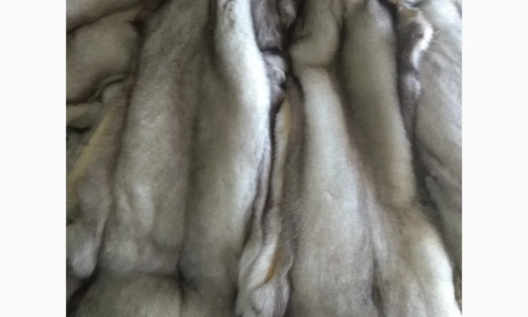 Продам шкурки фінського песця - фото № 2