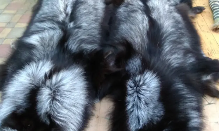 Чернобурка Silver fox - фото № 1