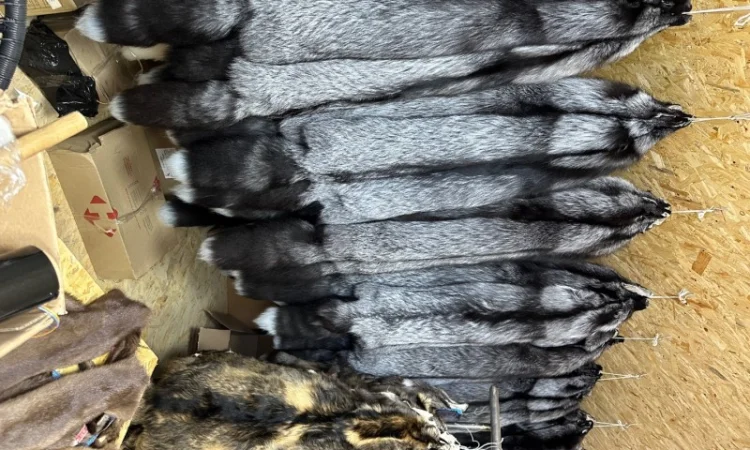 Чёрнобурка Silver Fox – мех в продаже - фото № 4