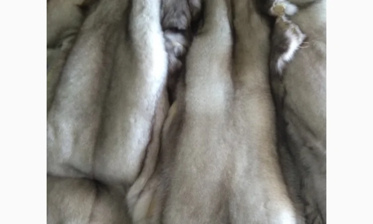 Продаются шкурки финского песца - фото № 1