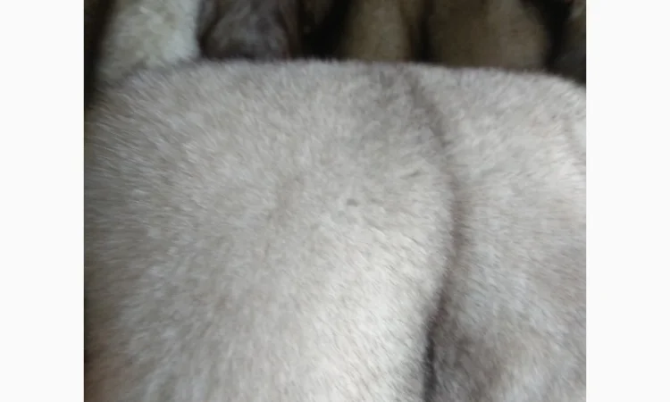 Продаются шкурки финского песца - фото № 2