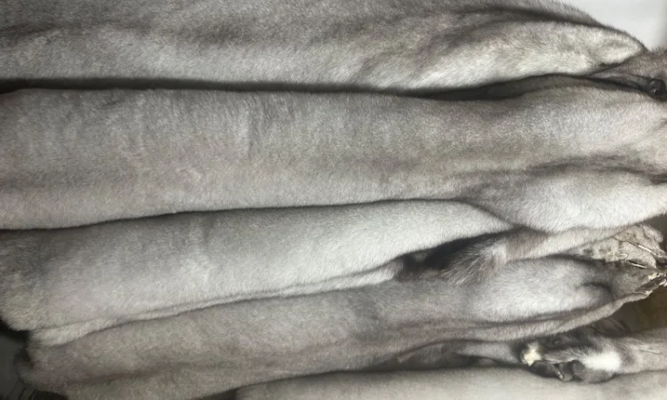 Продаются шкурки финского песца - фото № 3