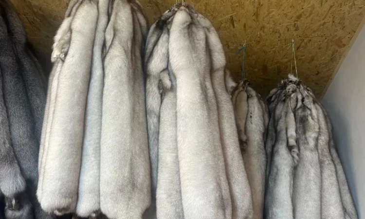 Продаются шкурки финского песца - фото № 4