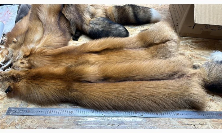 Шкурки финской лисицы Голд Фокс - фото № 1