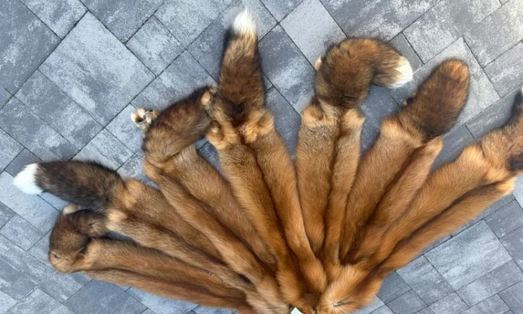 Шкурки финской лисицы Голд Фокс - фото № 2
