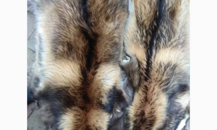 Продаются шкурки Финского енота - фото № 1