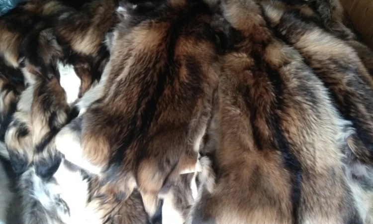 Продаются шкурки Финского енота - фото № 2