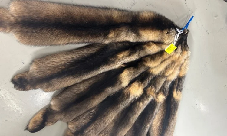 Продаются шкурки Финского енота - фото № 3