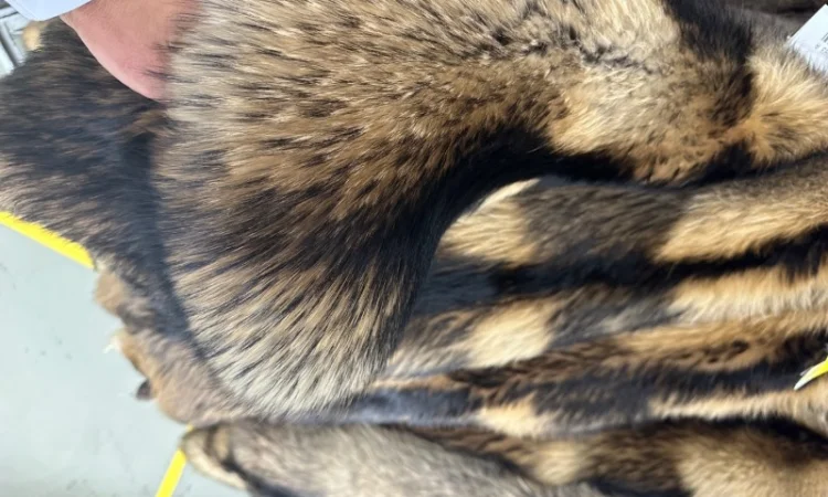 Продаются шкурки Финского енота - фото № 4