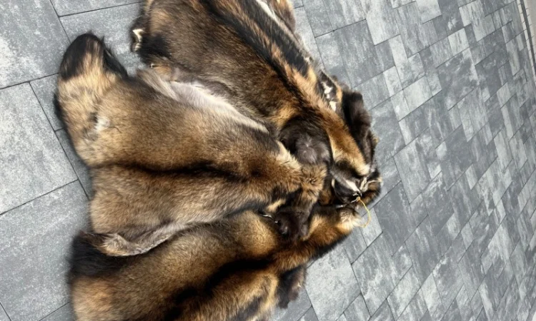 Продаются шкурки Финского енота - фото № 5