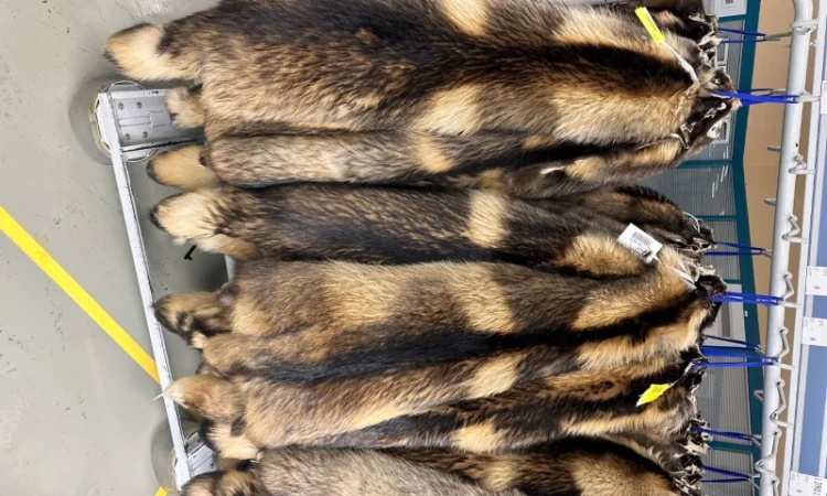 Продаются шкурки Финского енота - фото № 6