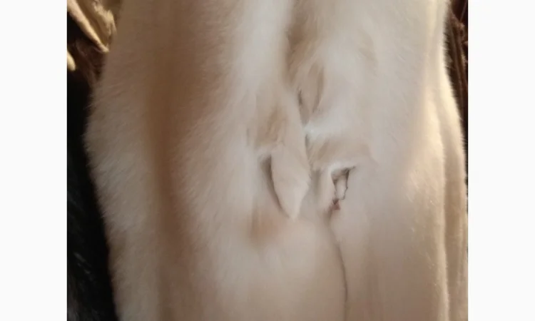 Продам шкурки Фінського білого песця (альбінос) - фото № 1