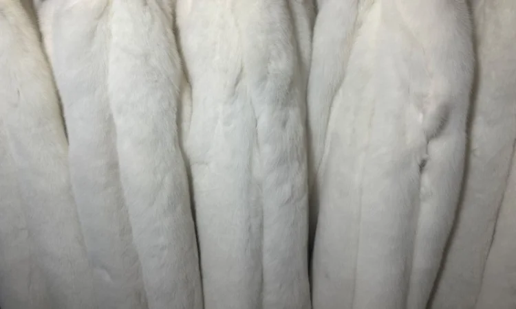 Продам шкурки Фінського білого песця (альбінос) - фото № 2