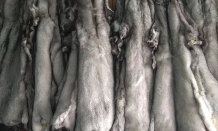 Продаются шкурки польского песца - фото № 1