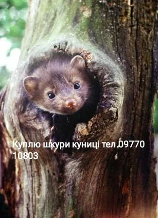 Куплю шкури куницы, видры, бобра, тхора, зайца и кролика - фото № 1