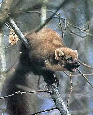 Купую шкури хутра куниці та інших тварин - фото № 1