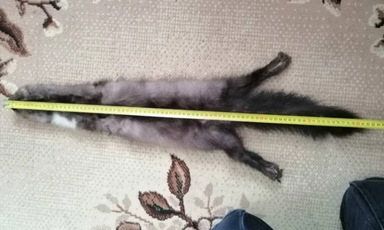 Купую шкури хутра куниці та інших тварин - фото № 2