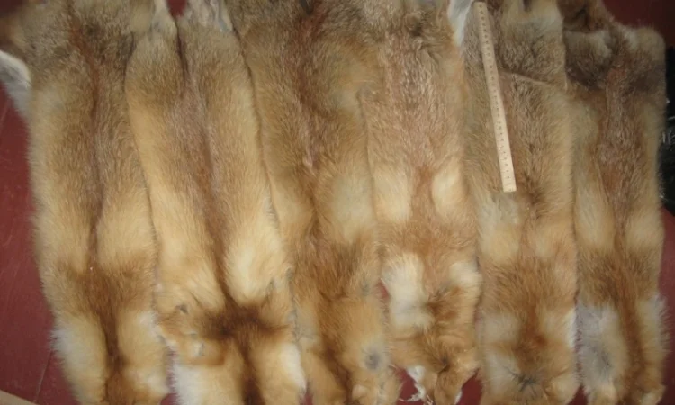Продам шкіри лисиці, шкуры лисы - фото № 2