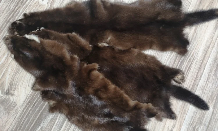 Продам шкуры дикой норки - фото № 1