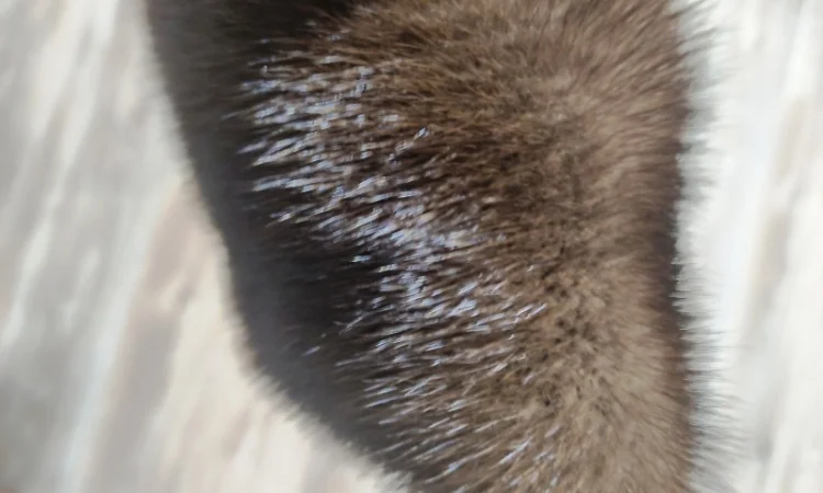 Продам шкуры дикой норки - фото № 3