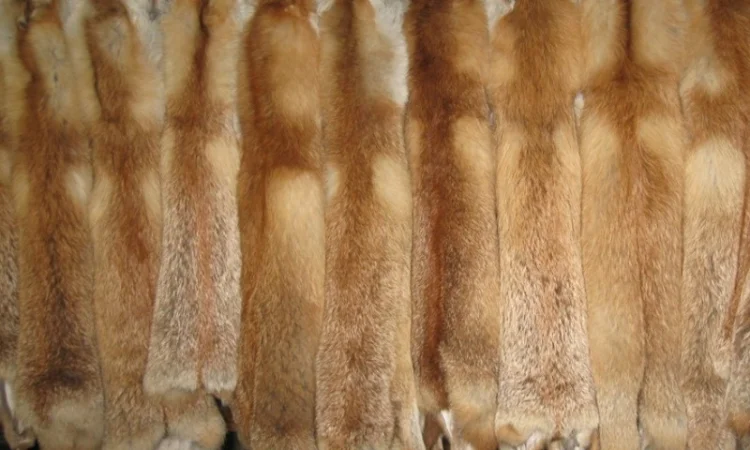 Продам шкіри лисиці, норки, видри і багато інших - фото № 1