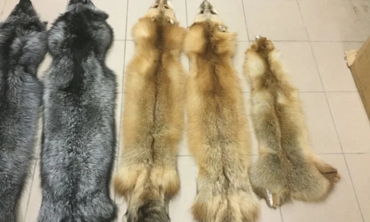 Шкуры лисы - фото № 3