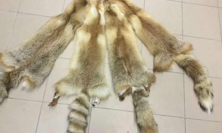 Шкуры лисы - фото № 4