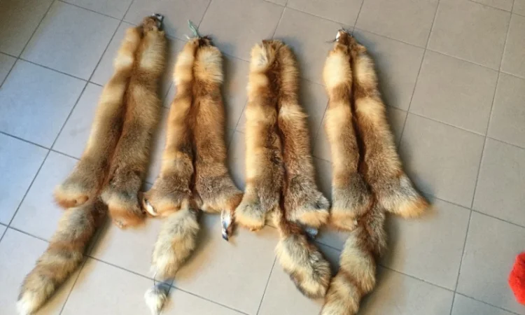 Шкуры лисы - фото № 5