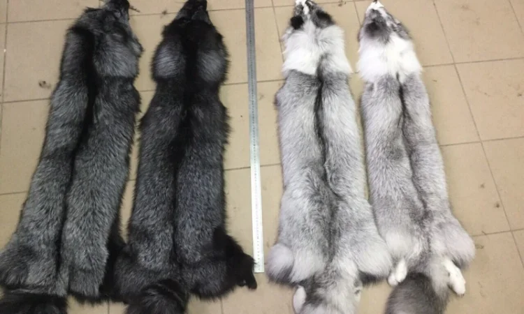 Шкуры лисы - фото № 2