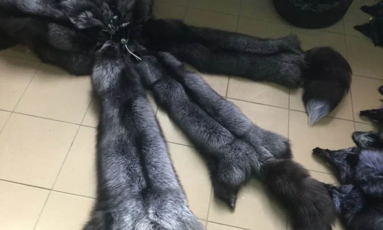 Шкуры чернобурки - фото № 2