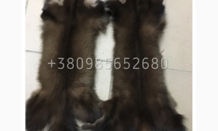 Шкуры куницы - фото № 2