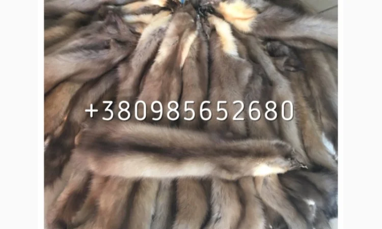 Шкуры куницы - фото № 4