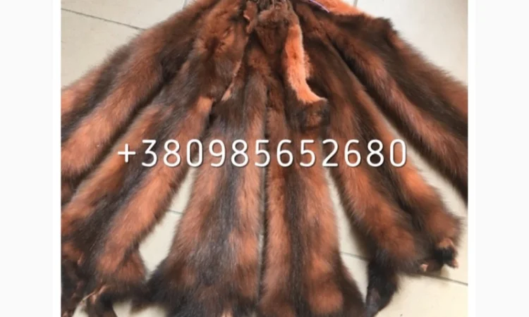 Шкуры куницы - фото № 5
