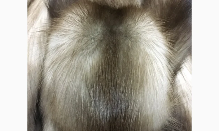 Шкуры куницы - фото № 7