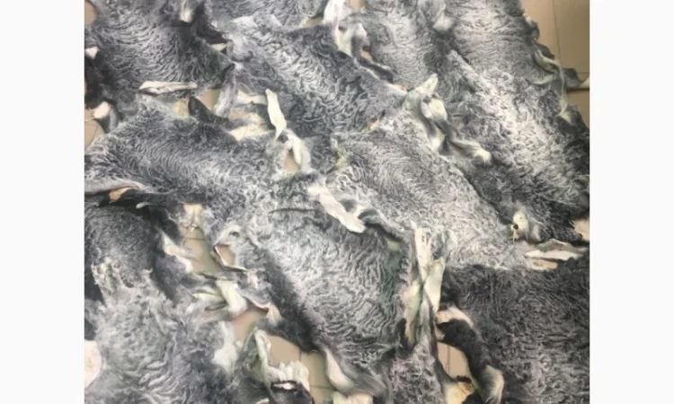 Шкуры мех каракуля - фото № 4