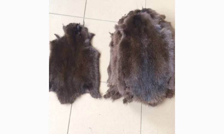 Шкуры и мех: ондатра и натуральный мех - фото № 5