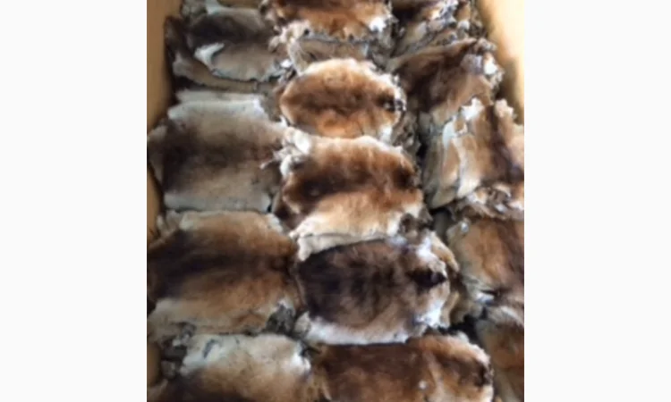 Шкуры и мех: ондатра и натуральный мех - фото № 8