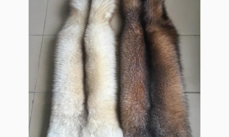 Шкуры мех блюфроста - фото № 8