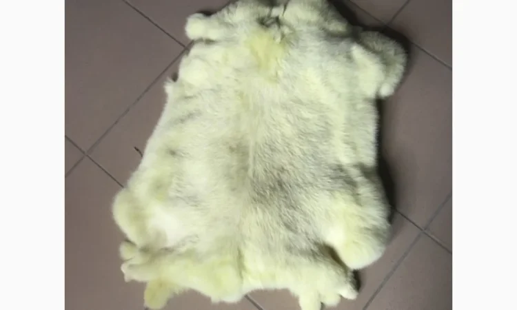 Шкуры Кроля Кролика - фото № 15