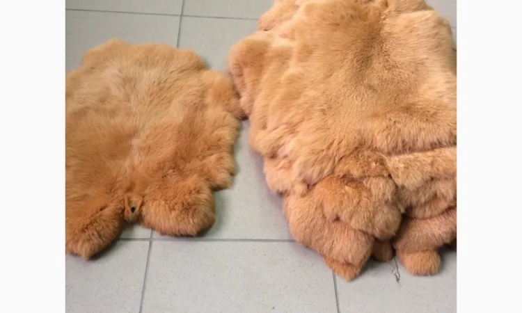 Шкуры Кроля Кролика - фото № 3