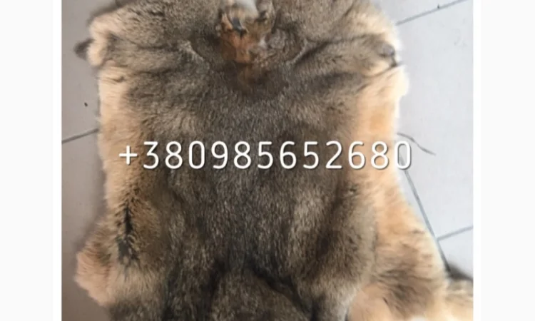 Шкуры Кроля Кролика - фото № 7