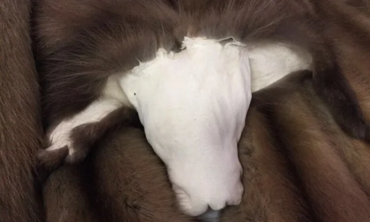 Выделка, Выченка, окраска, покраска натурального меха - фото № 3