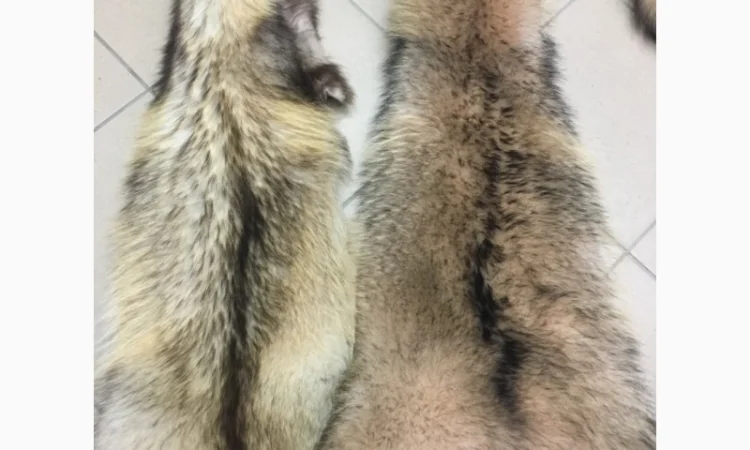 Шкуры мех енота - фото № 7